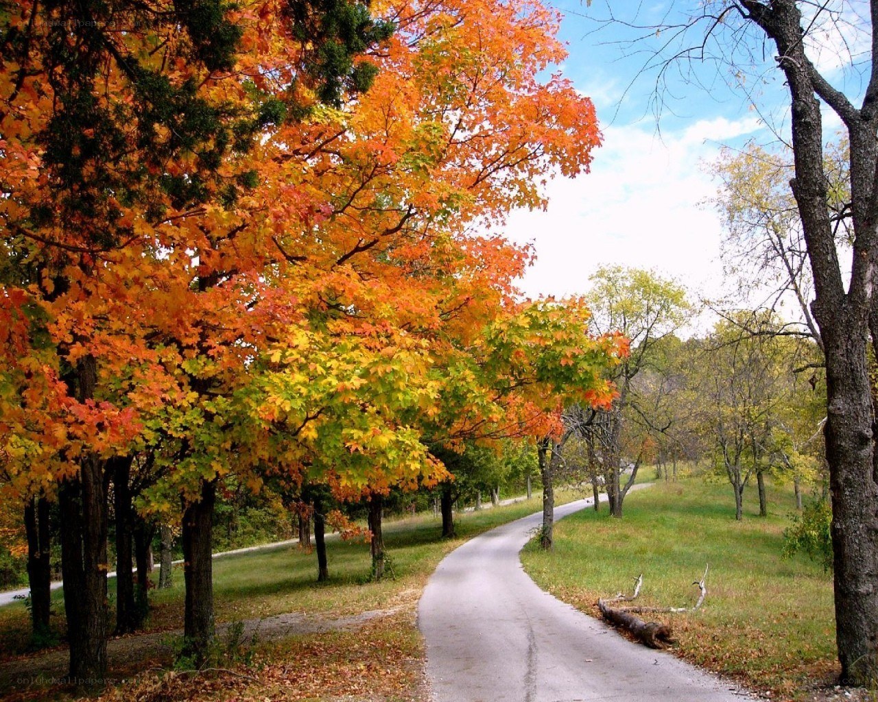 Autumn path with colorful trees