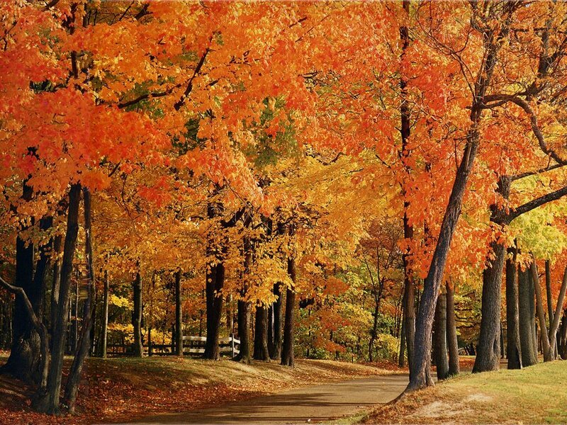 Autumn path with colorful trees