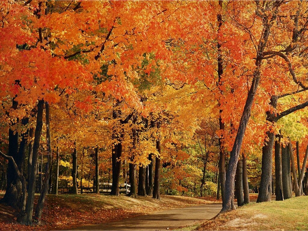 Autumn path with colorful trees