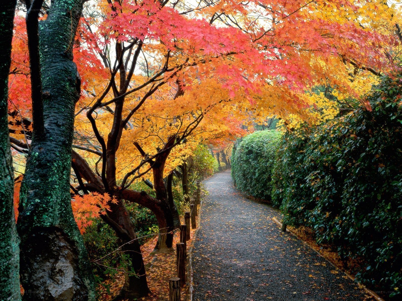 Autumn path with colorful trees