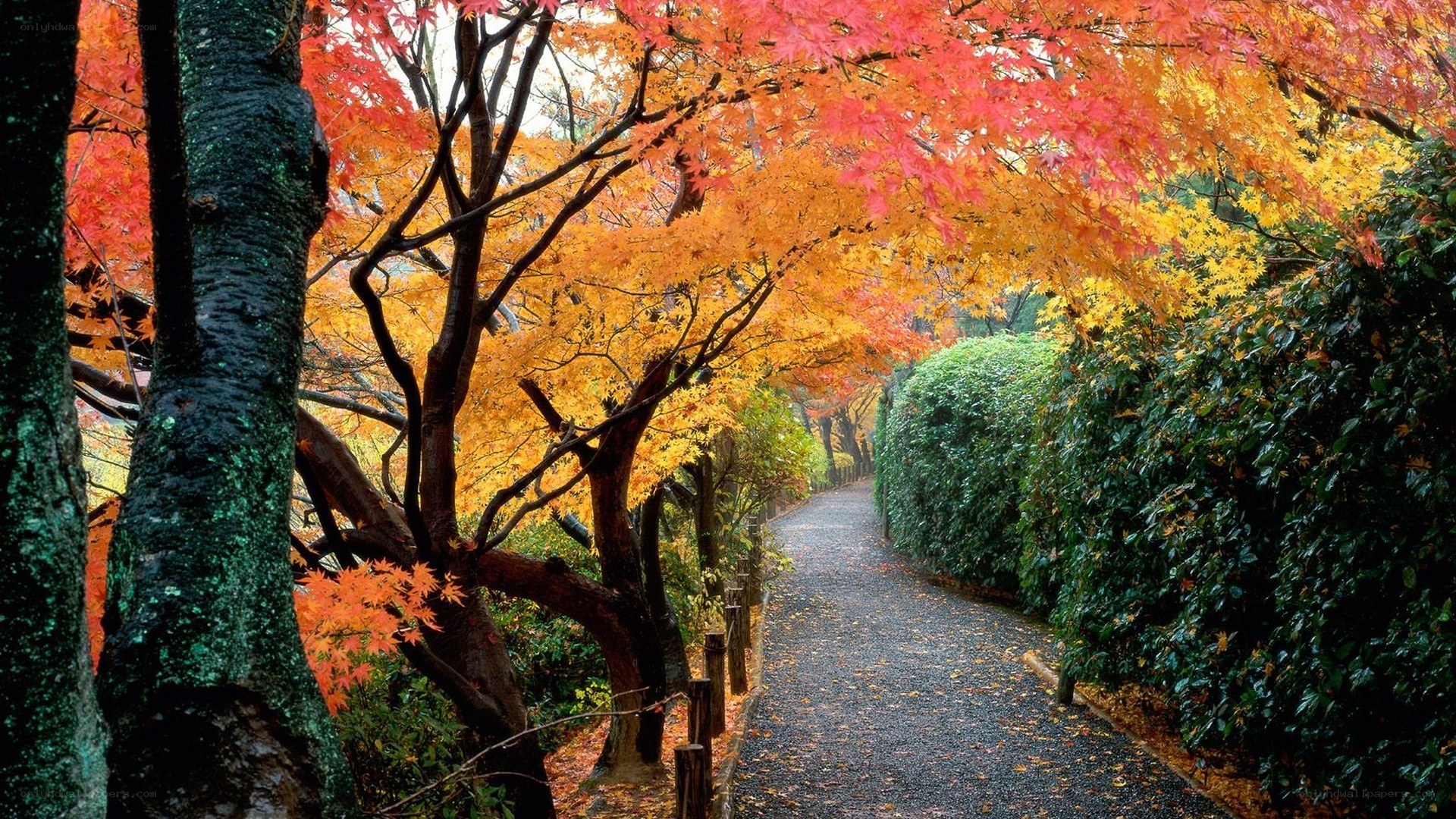 Autumn path with colorful trees