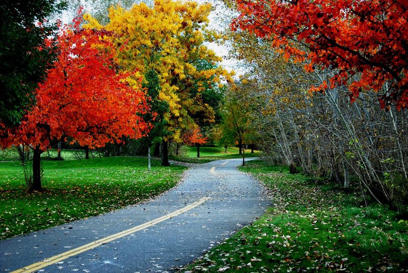 Autumn Path with Colorful Trees — Red