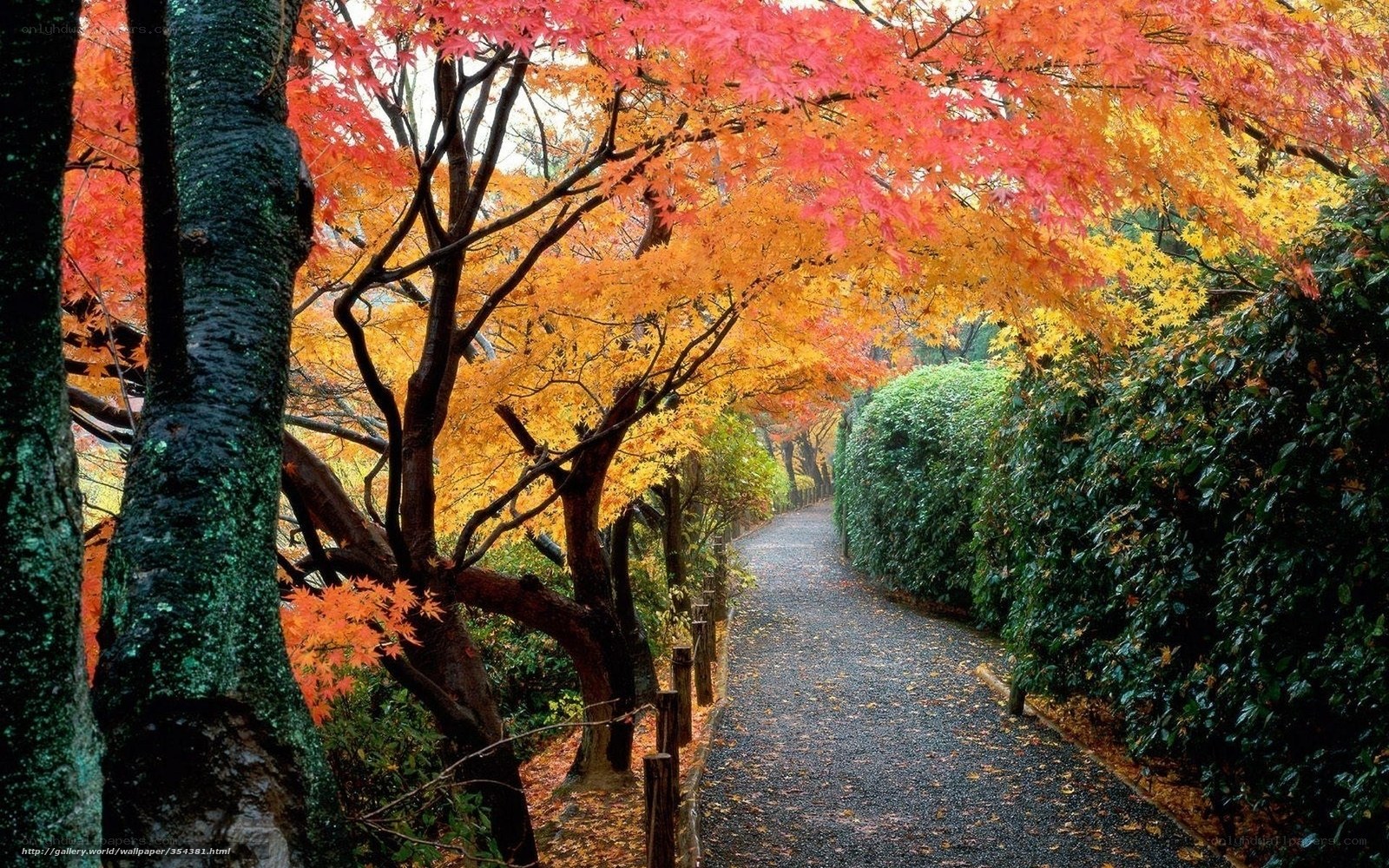 Autumn path with colorful trees