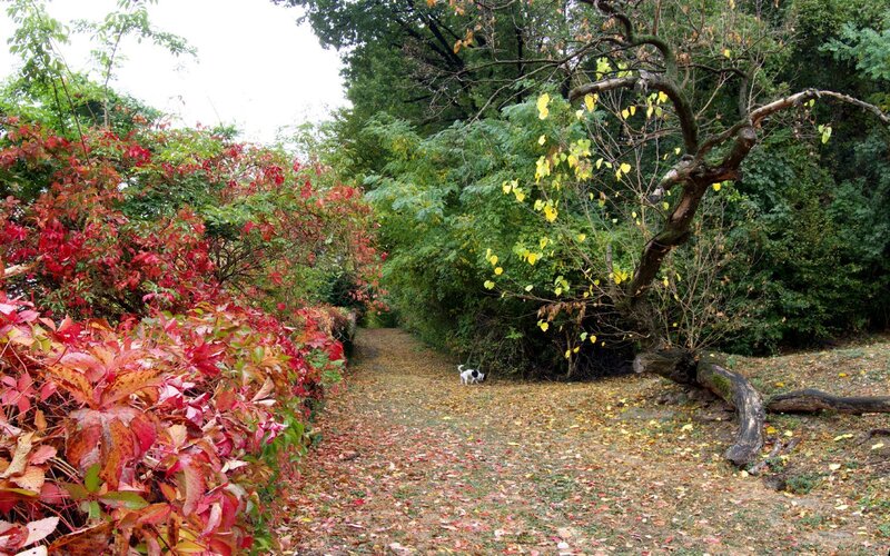 Autumn path with dog