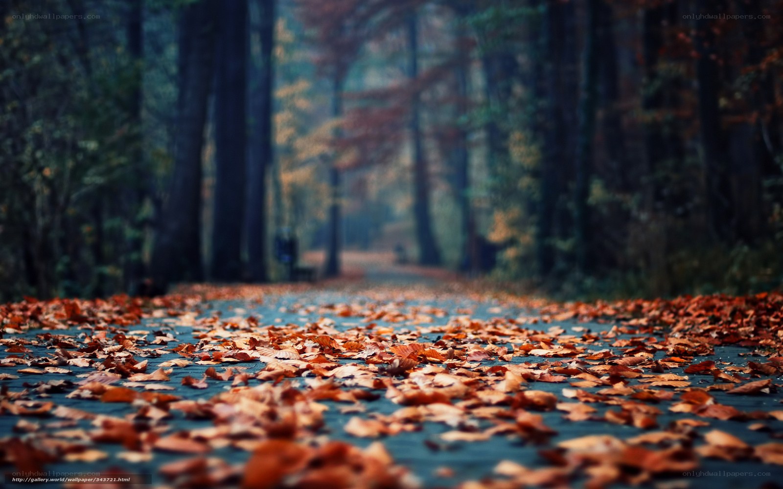 Autumn path with fallen leaves