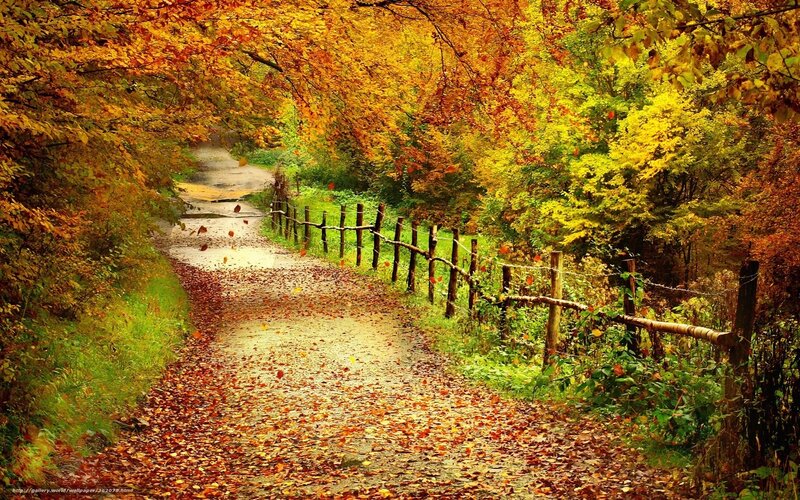 Autumn path with fallen leaves