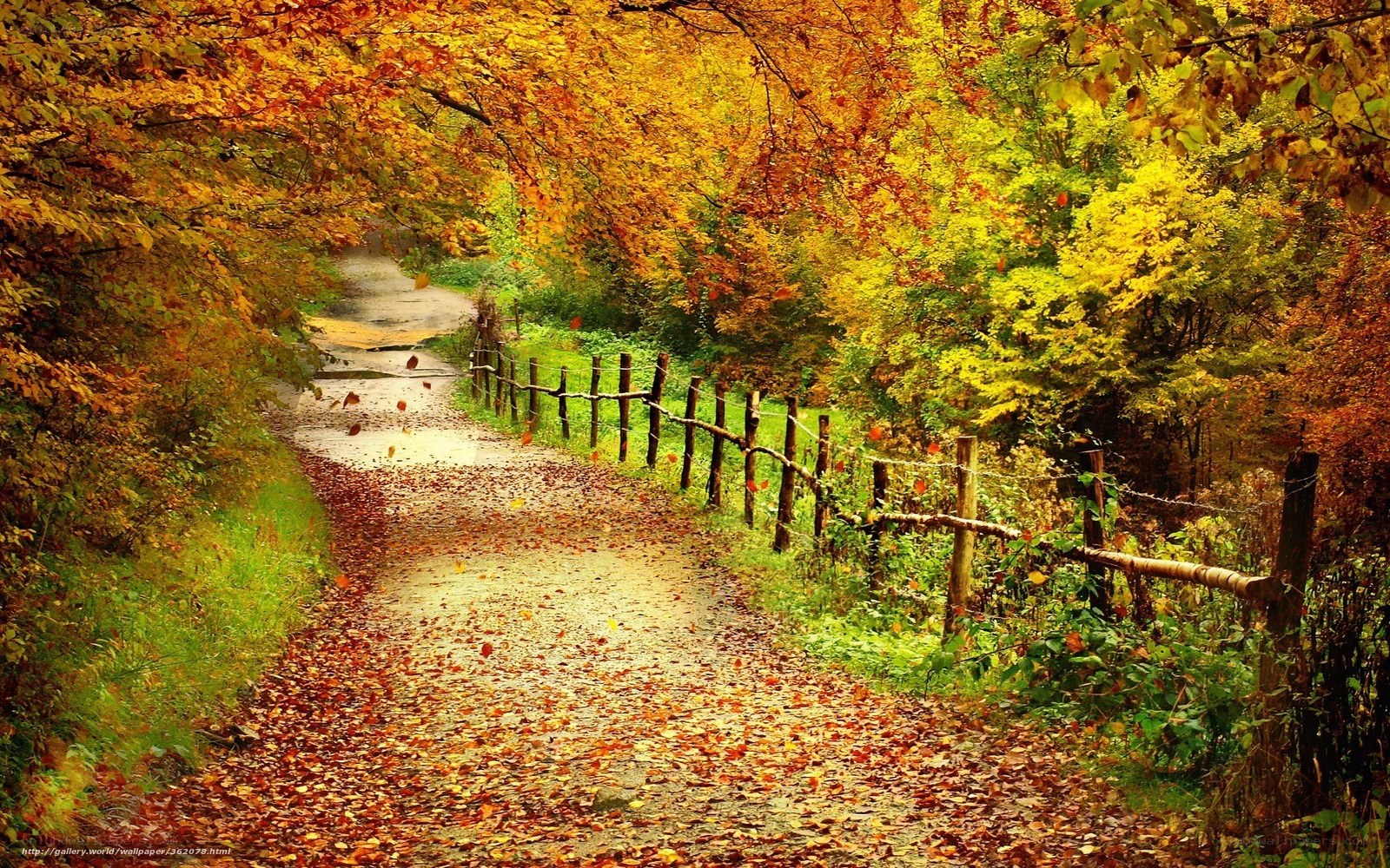 Autumn path with fallen leaves