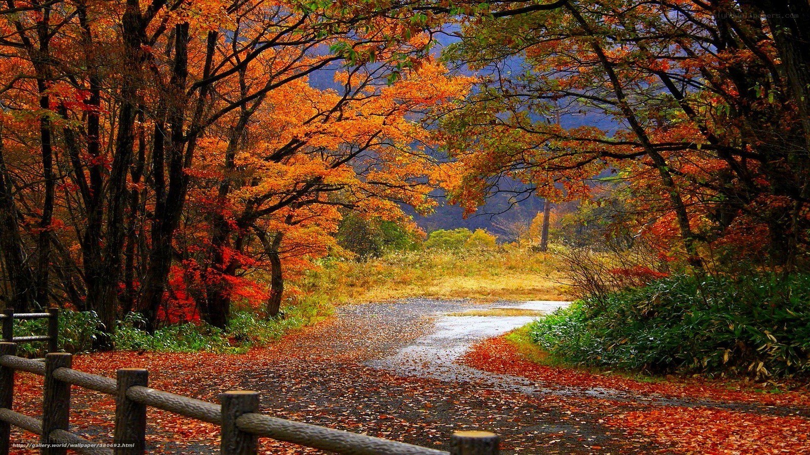 Autumn path with fallen leaves