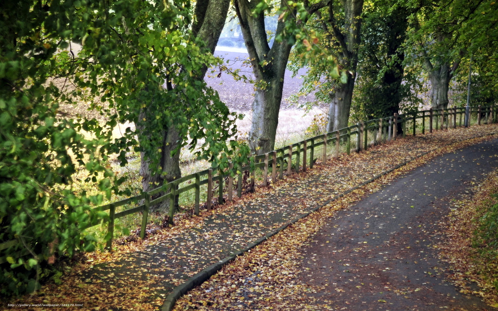 Autumn path with fallen leaves