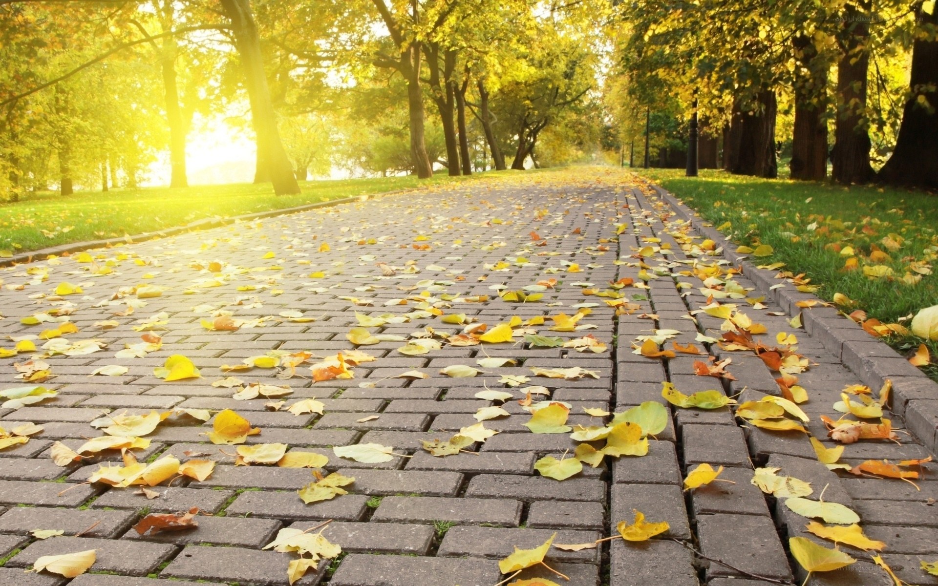Autumn path with fallen leaves