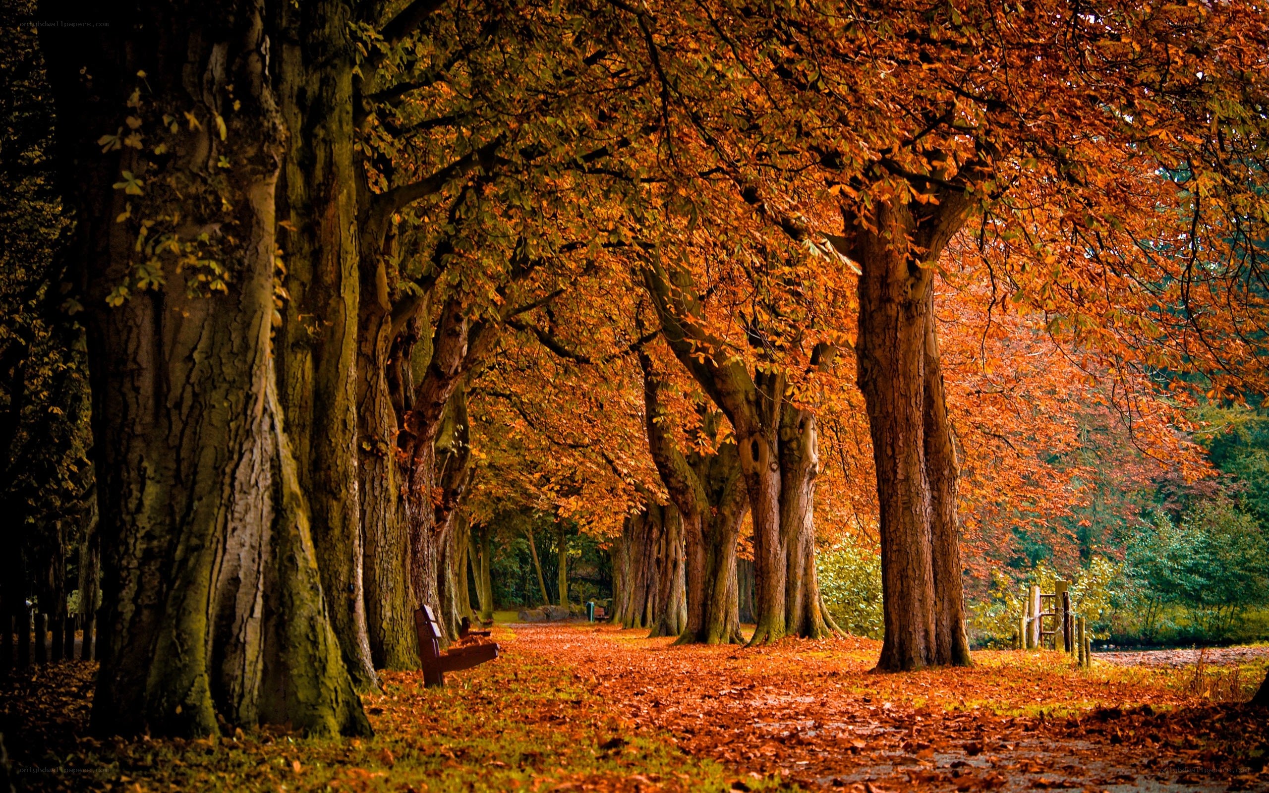 Autumn path with fallen leaves