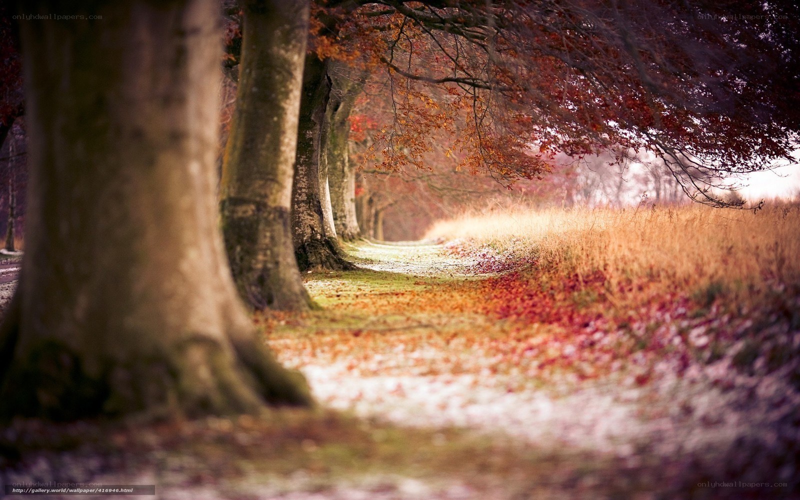 Autumn path with fallen leaves