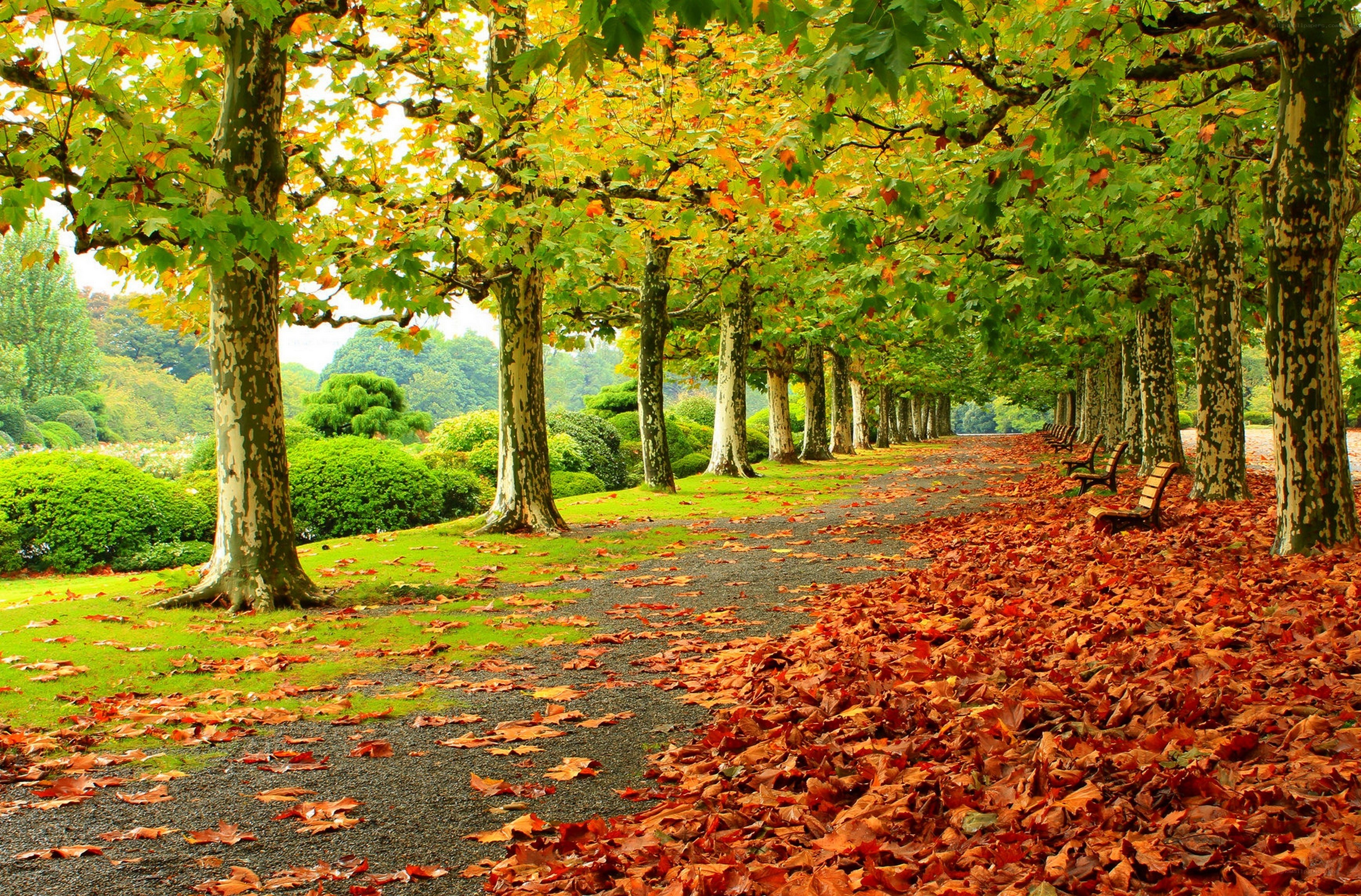 Autumn path with fallen leaves