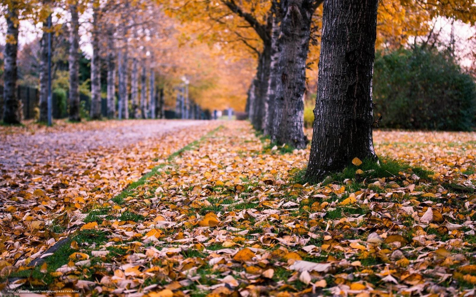 Autumn path with fallen leaves