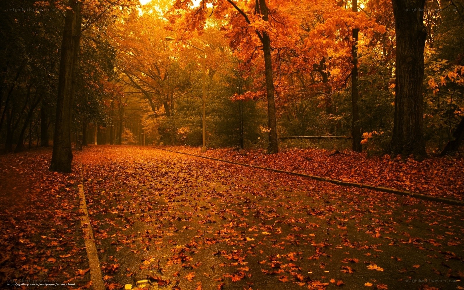 Autumn path with fallen leaves