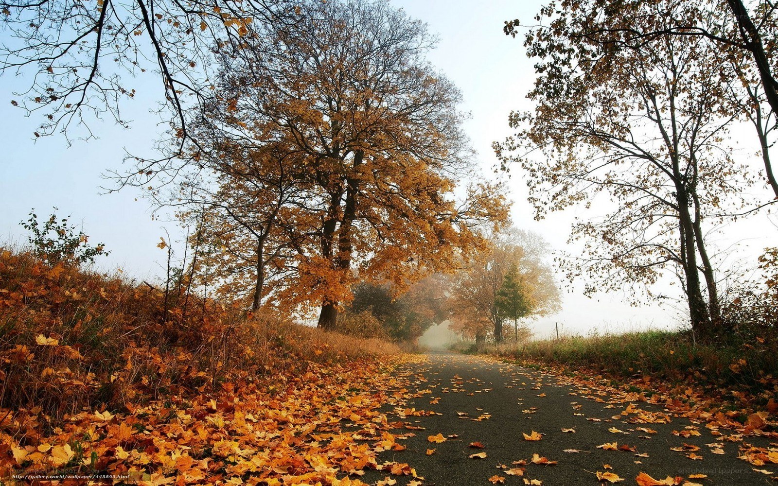 Autumn path with fallen leaves