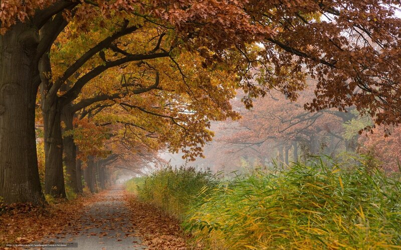 Autumn path with fallen leaves