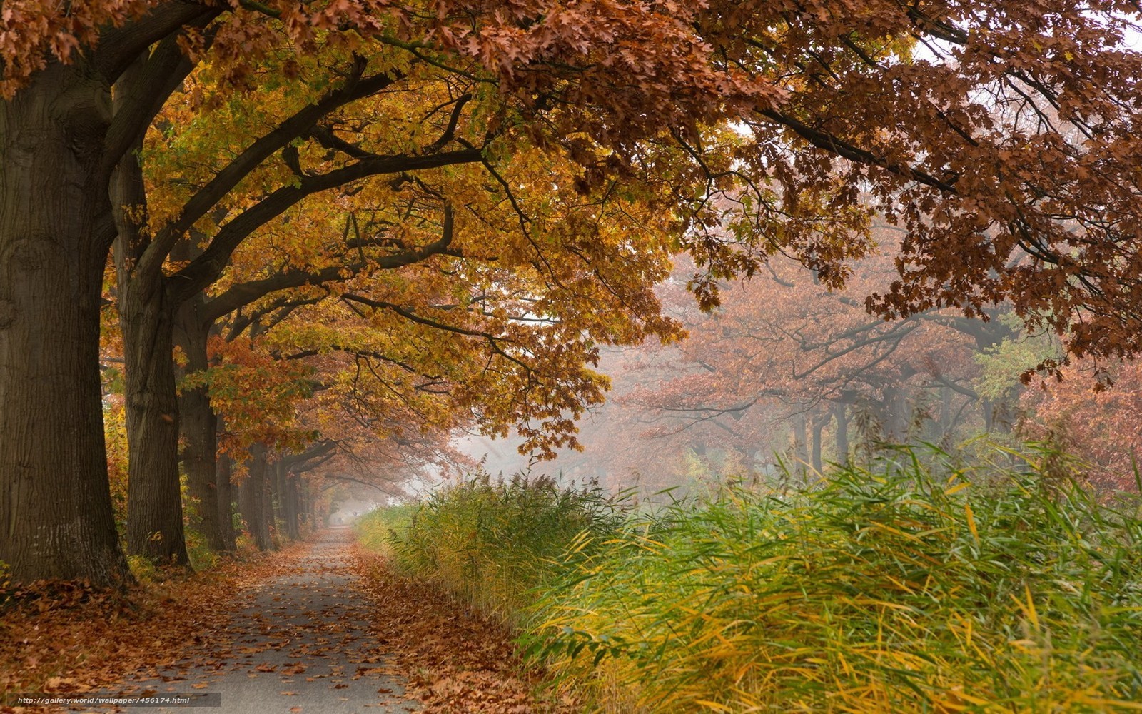 Autumn path with fallen leaves