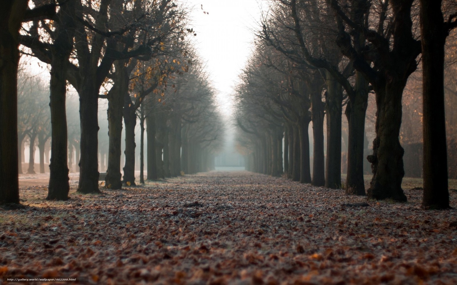 Autumn path with fallen leaves