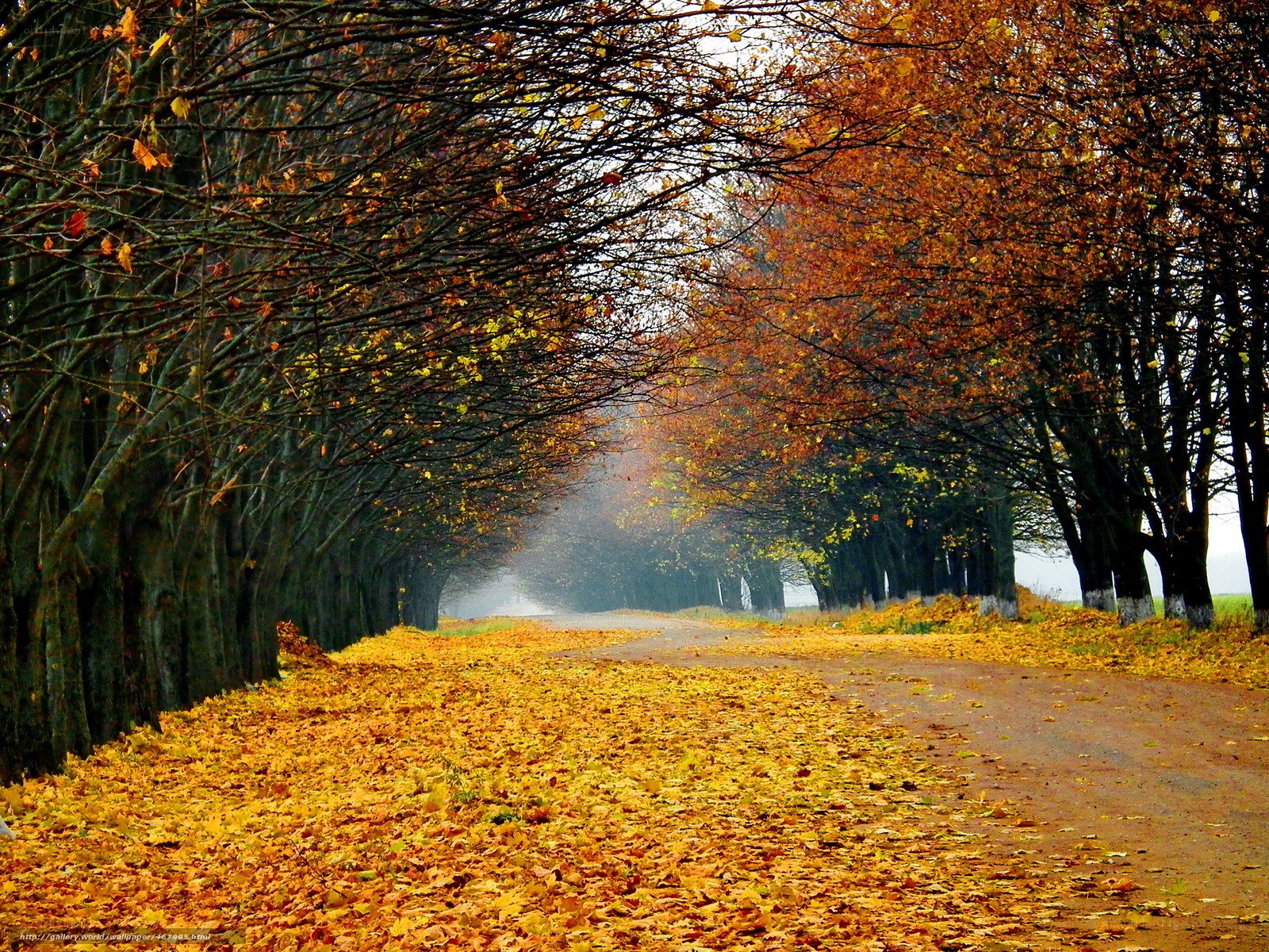 Autumn path with fallen leaves