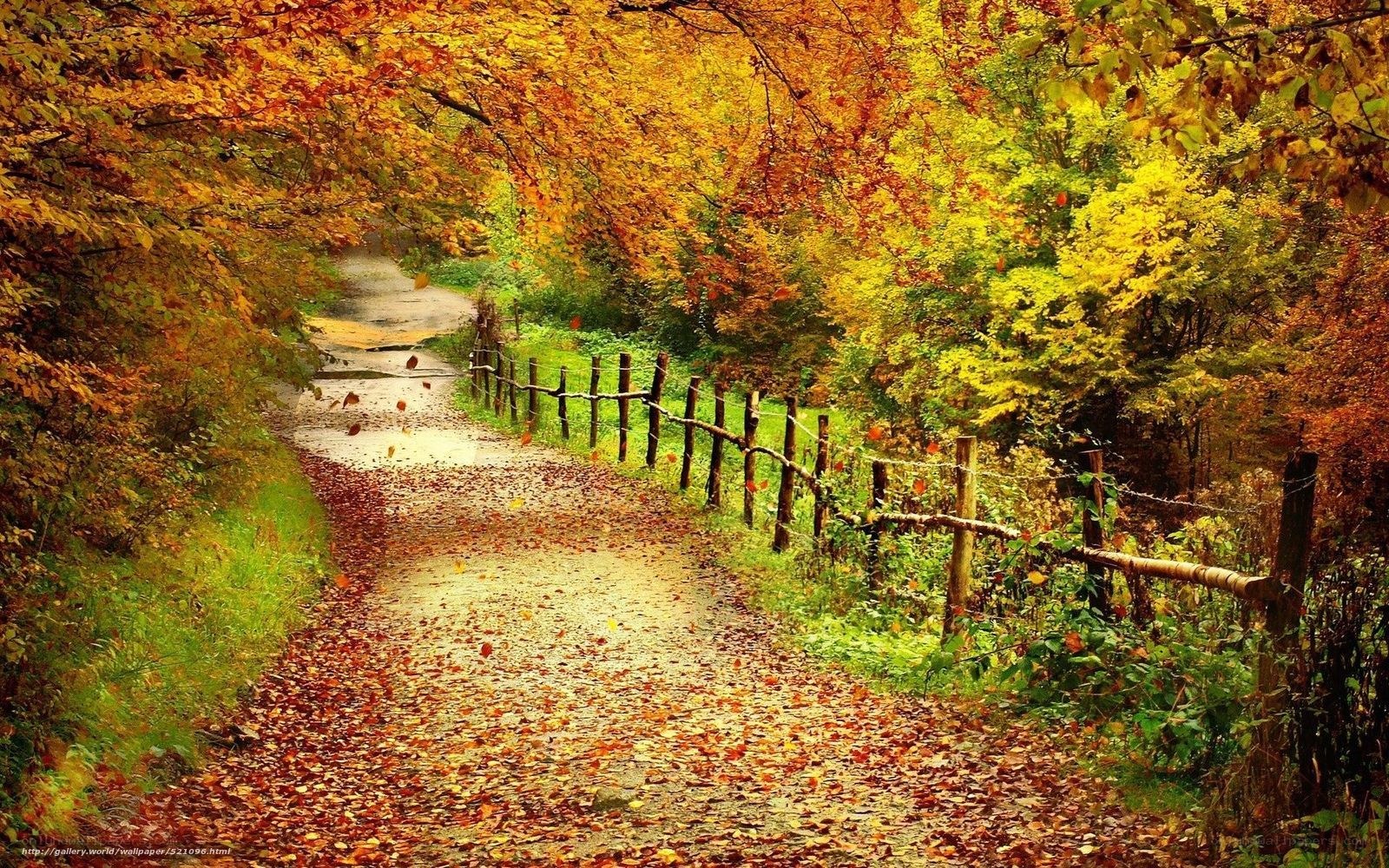 Autumn path with fallen leaves