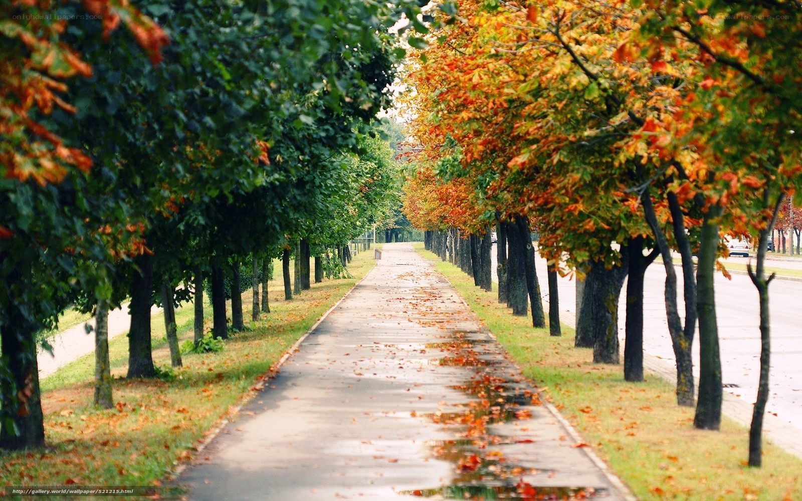 Autumn path with fallen leaves