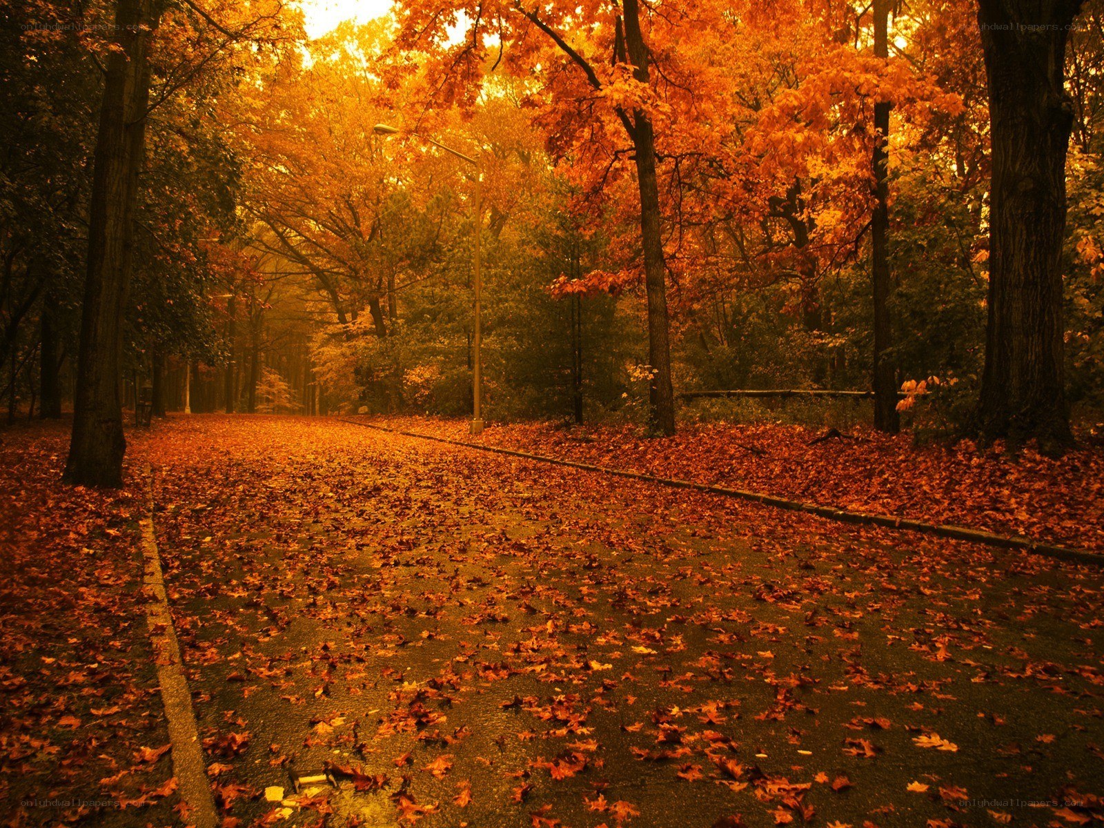 Autumn path with fallen leaves