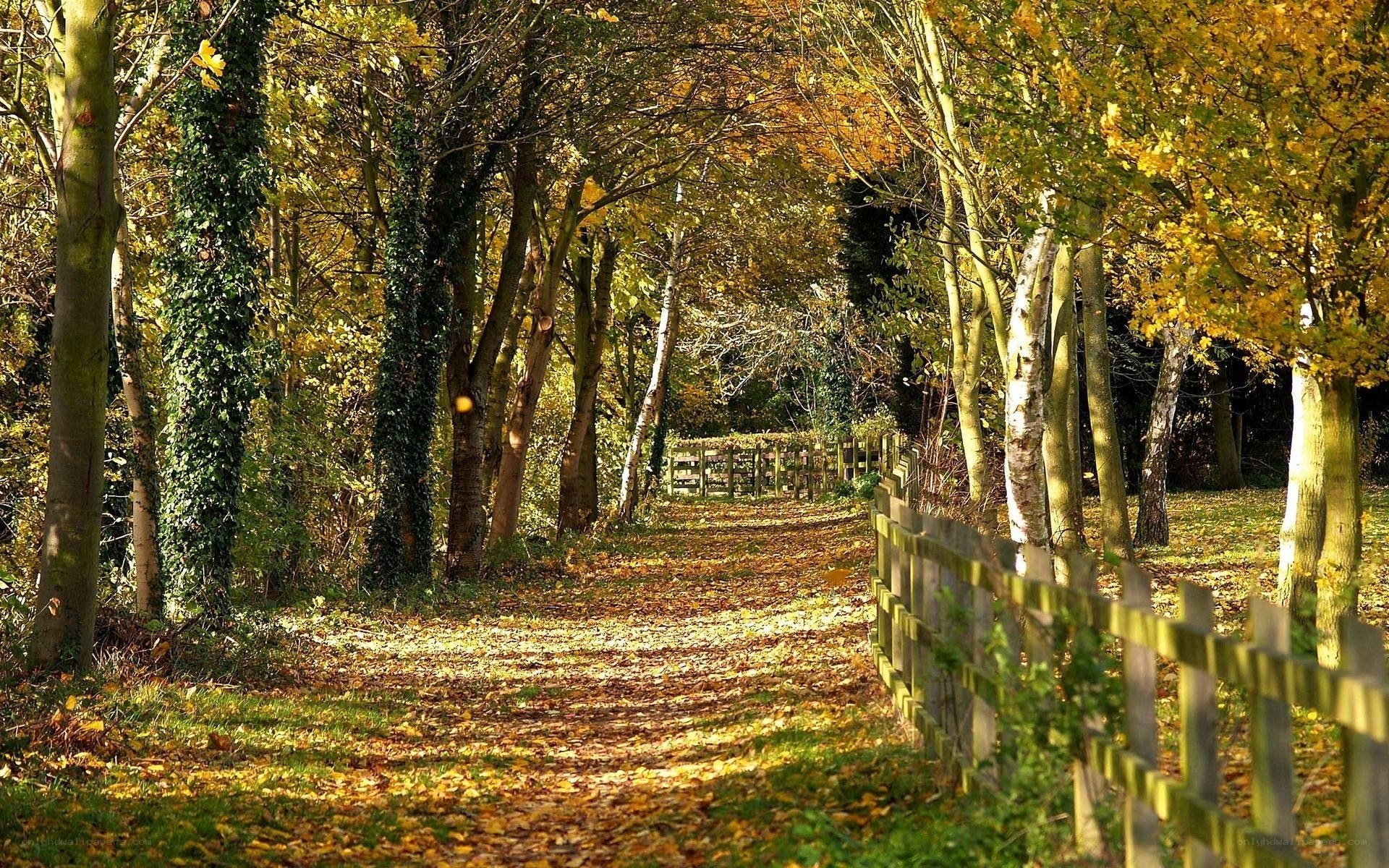 Autumn path with fallen leaves