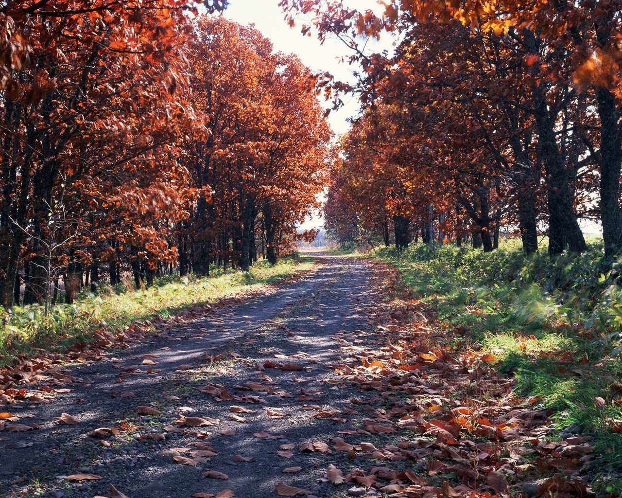 Autumn path with fallen leaves
