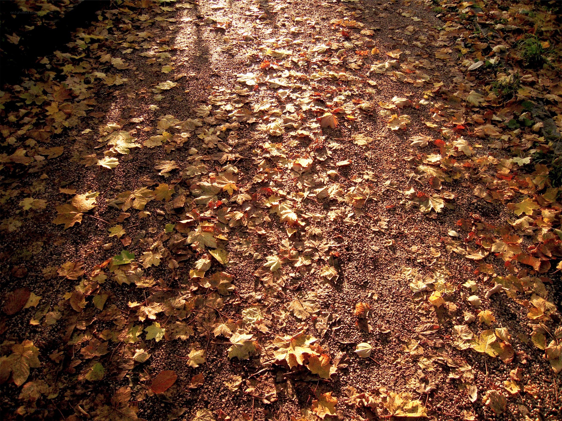 Autumn path with fallen leaves