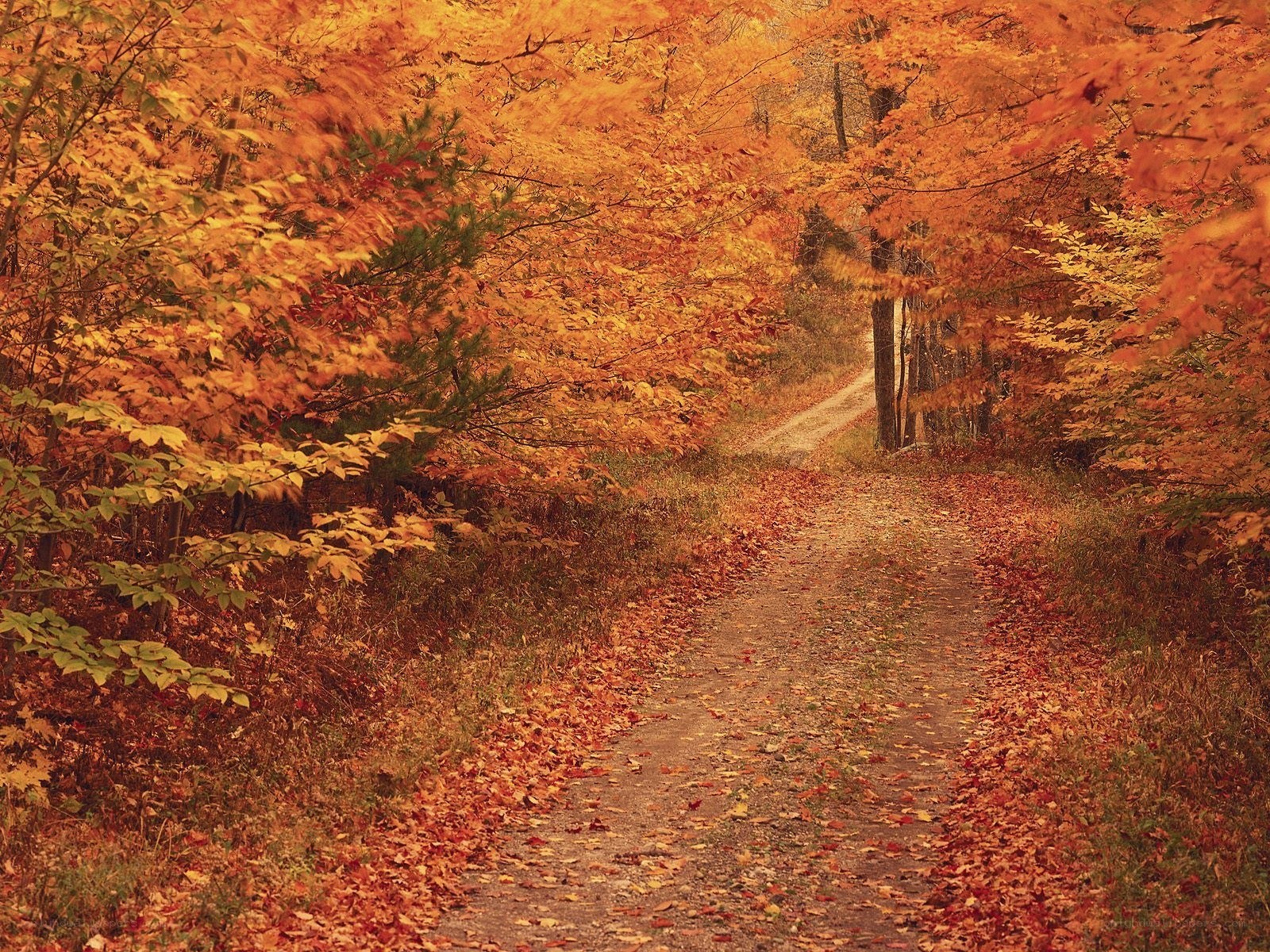 Autumn path with fallen leaves