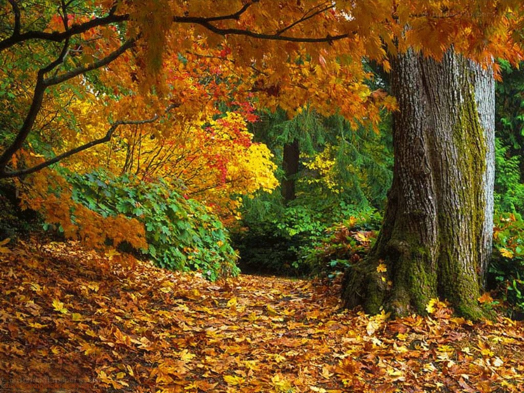 Autumn path with fallen leaves