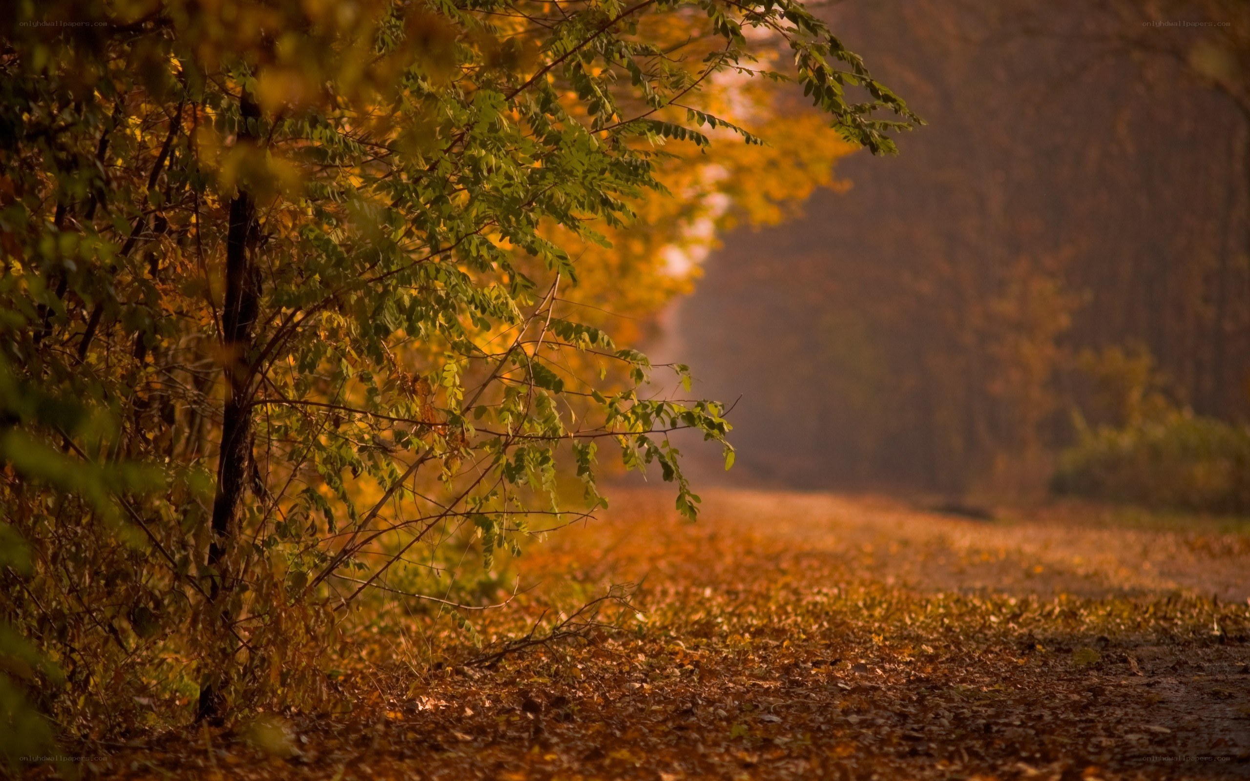 Autumn path with fallen leaves