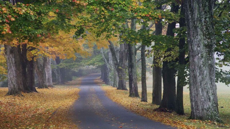 Autumn path with fallen leaves