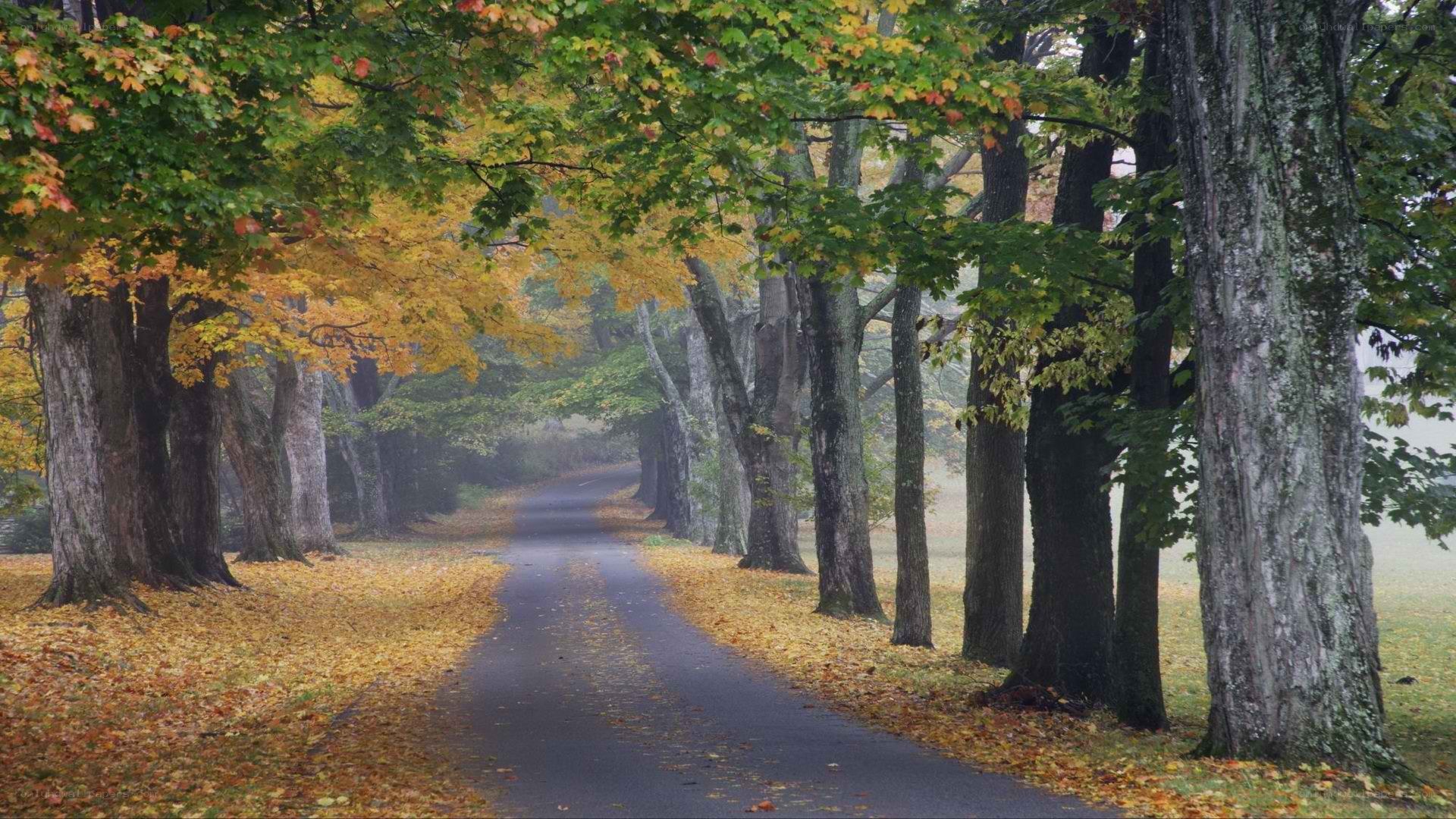 Autumn path with fallen leaves