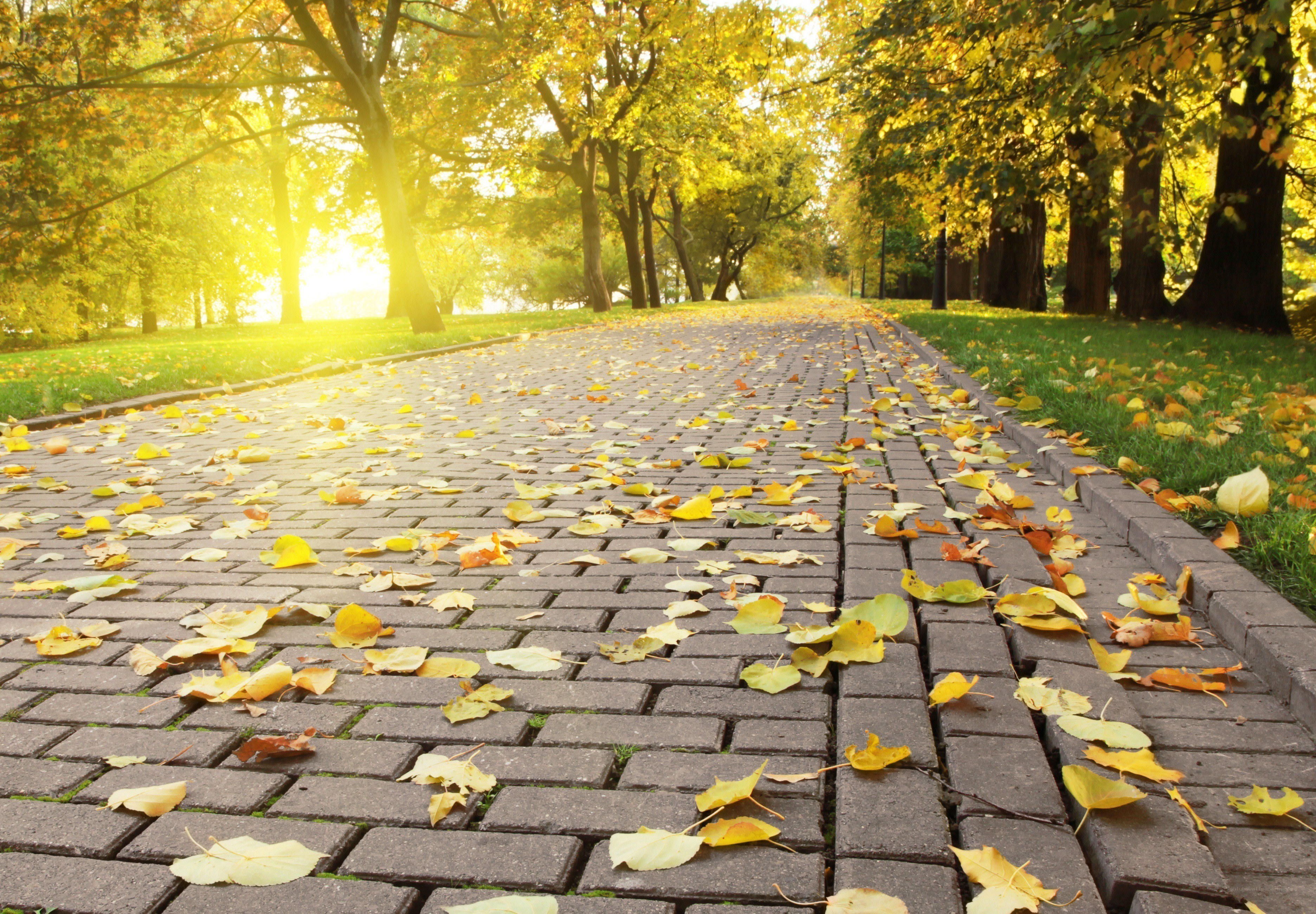 Autumn path with fallen leaves