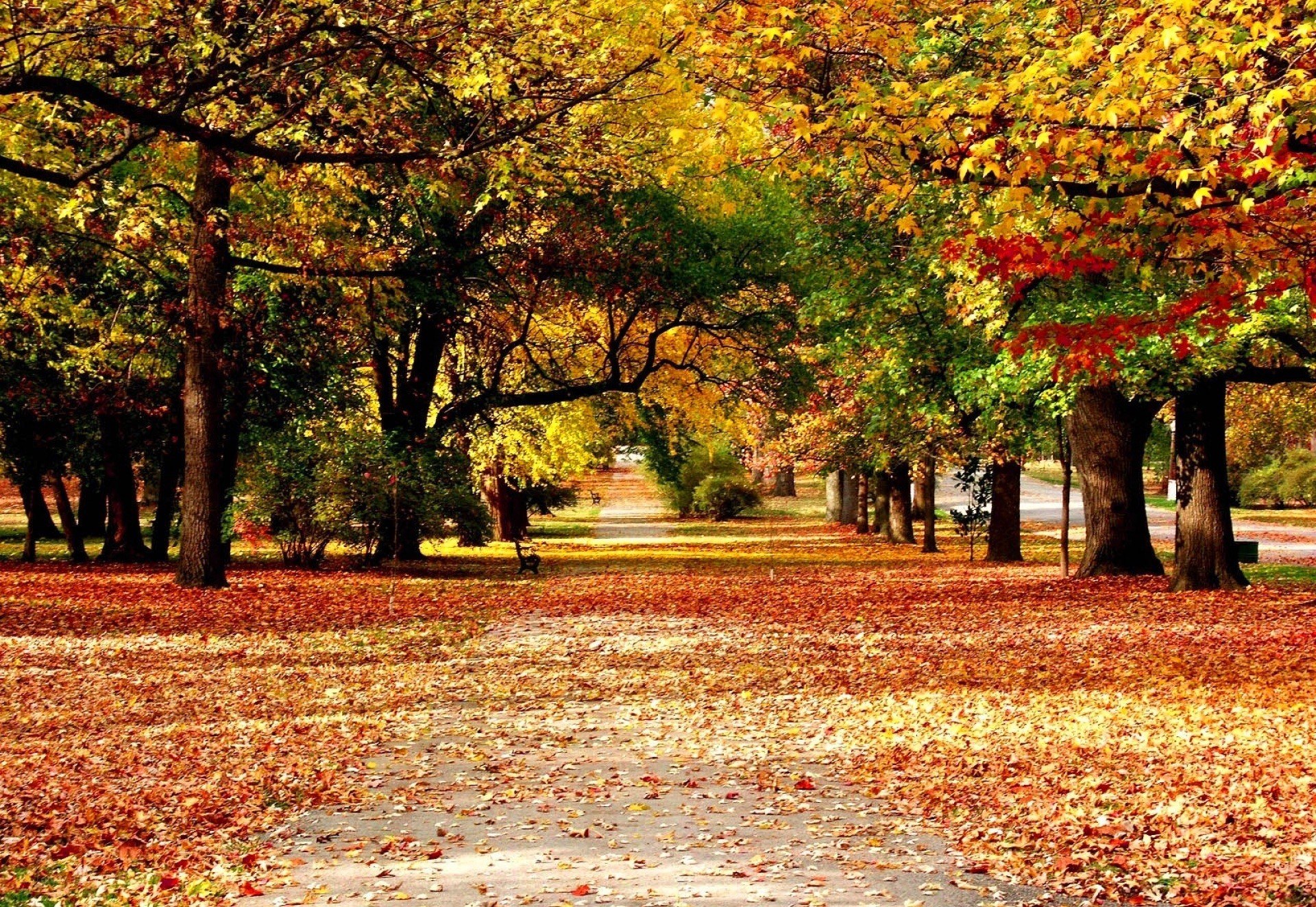 Autumn path with fallen leaves