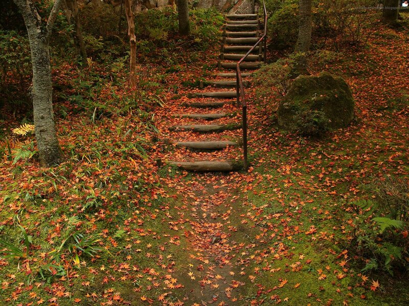 Autumn path with fallen leaves