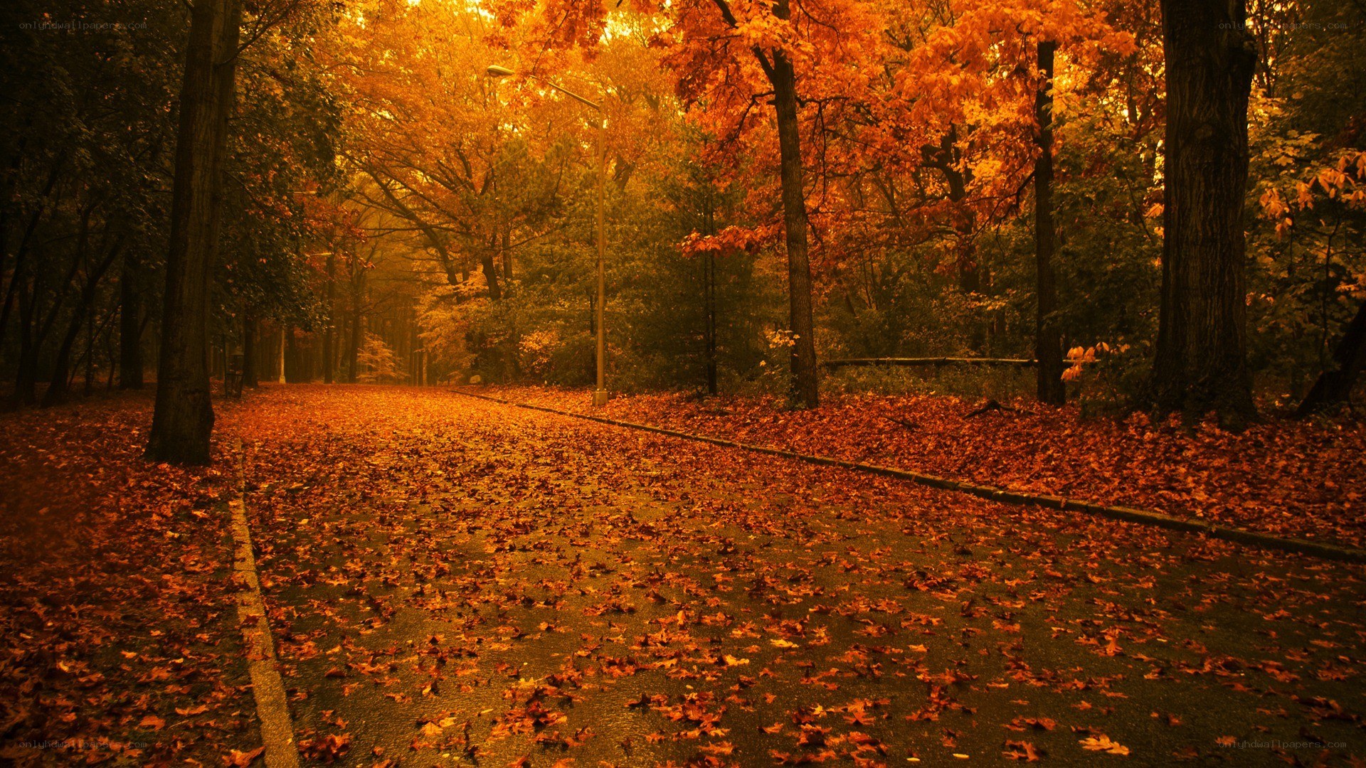 Autumn path with fallen leaves