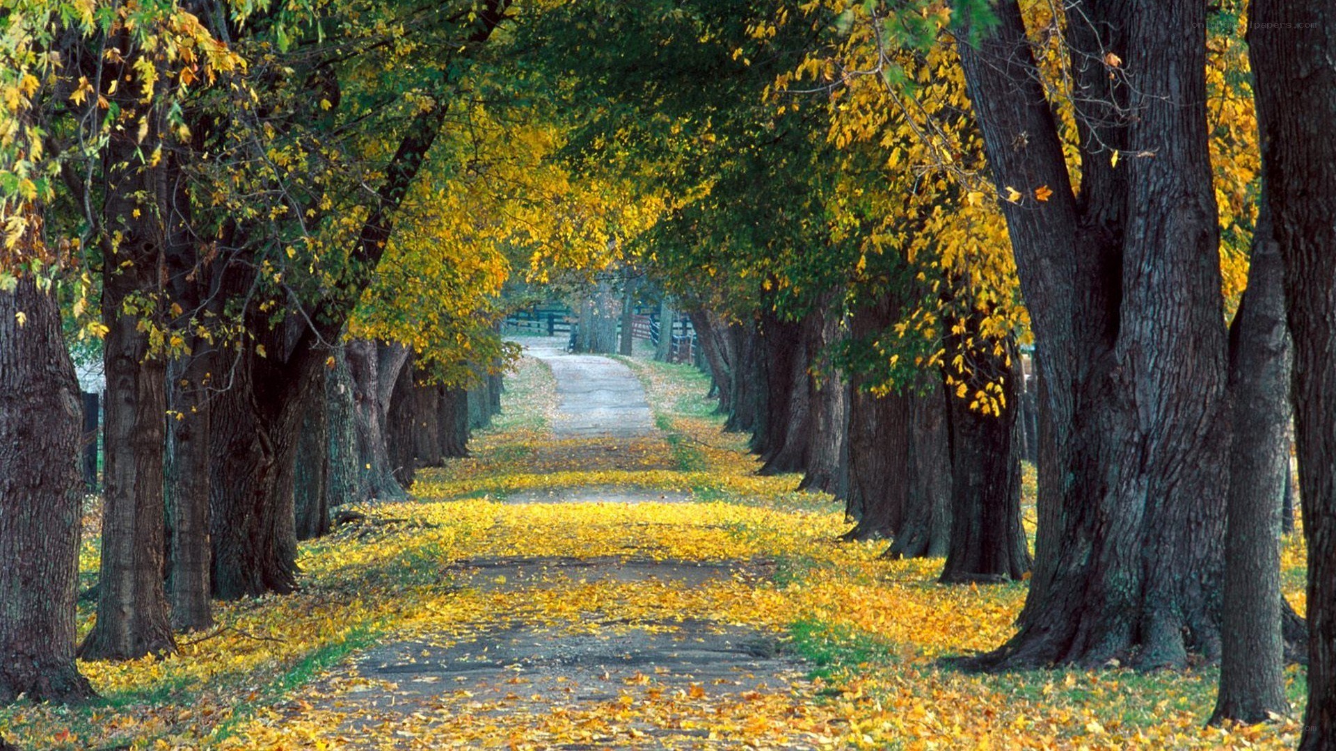 Autumn path with fallen leaves