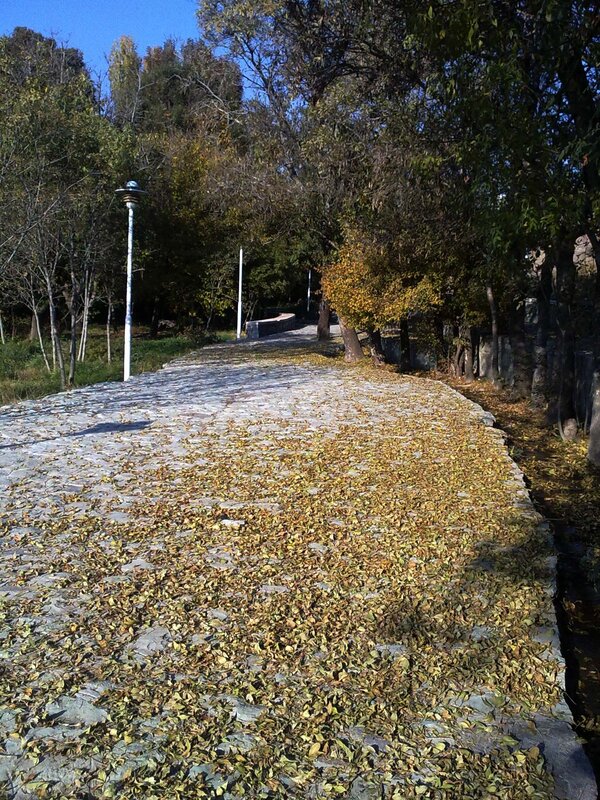 Autumn path with fallen leaves