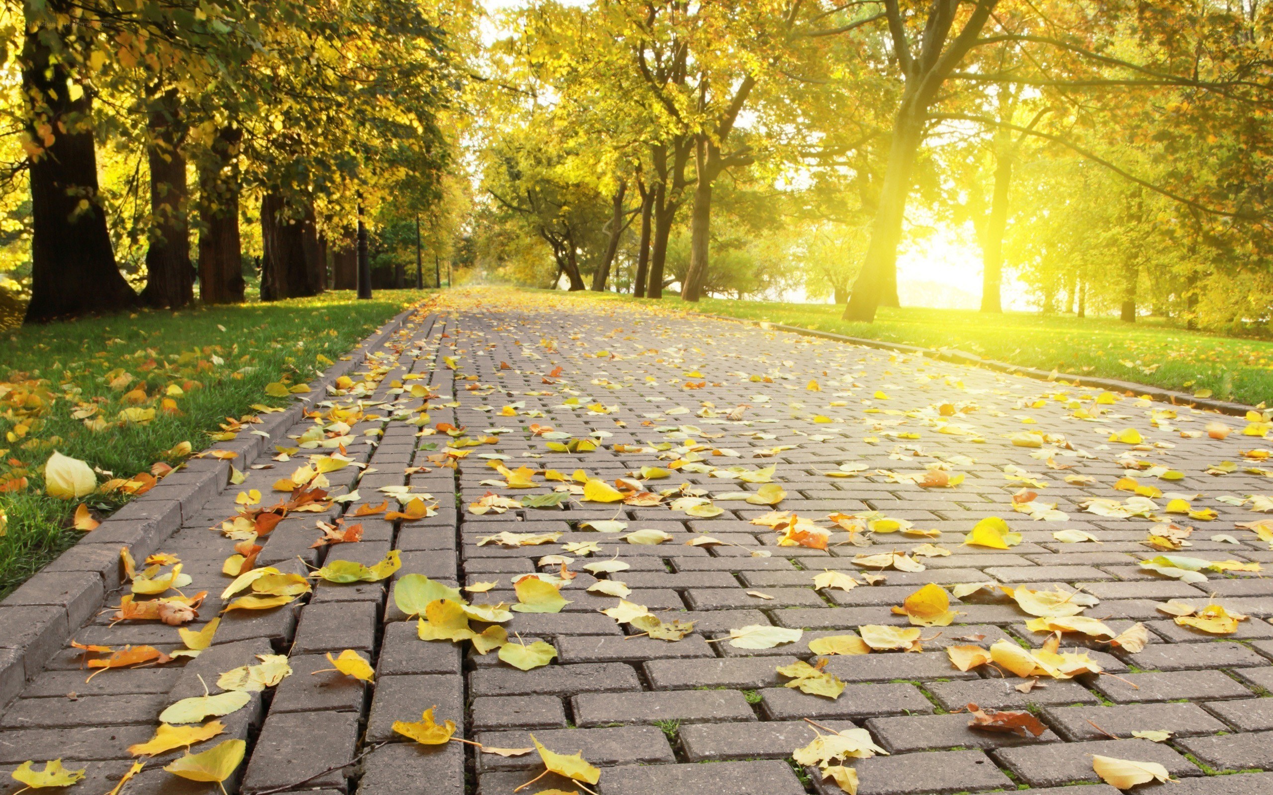 Autumn path with fallen leaves