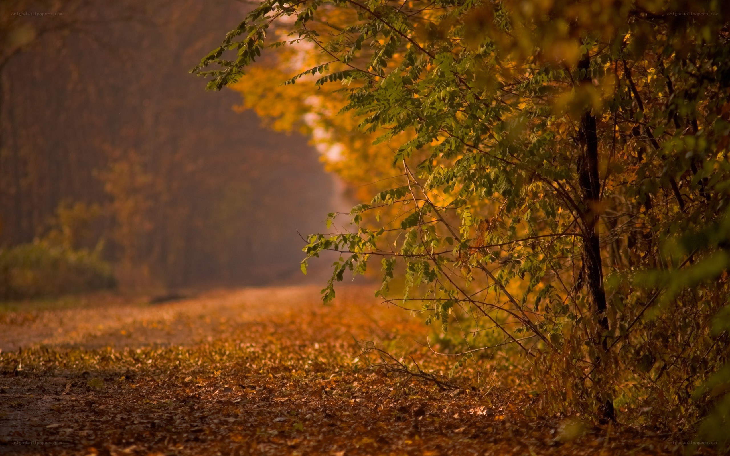 Autumn path with fallen leaves
