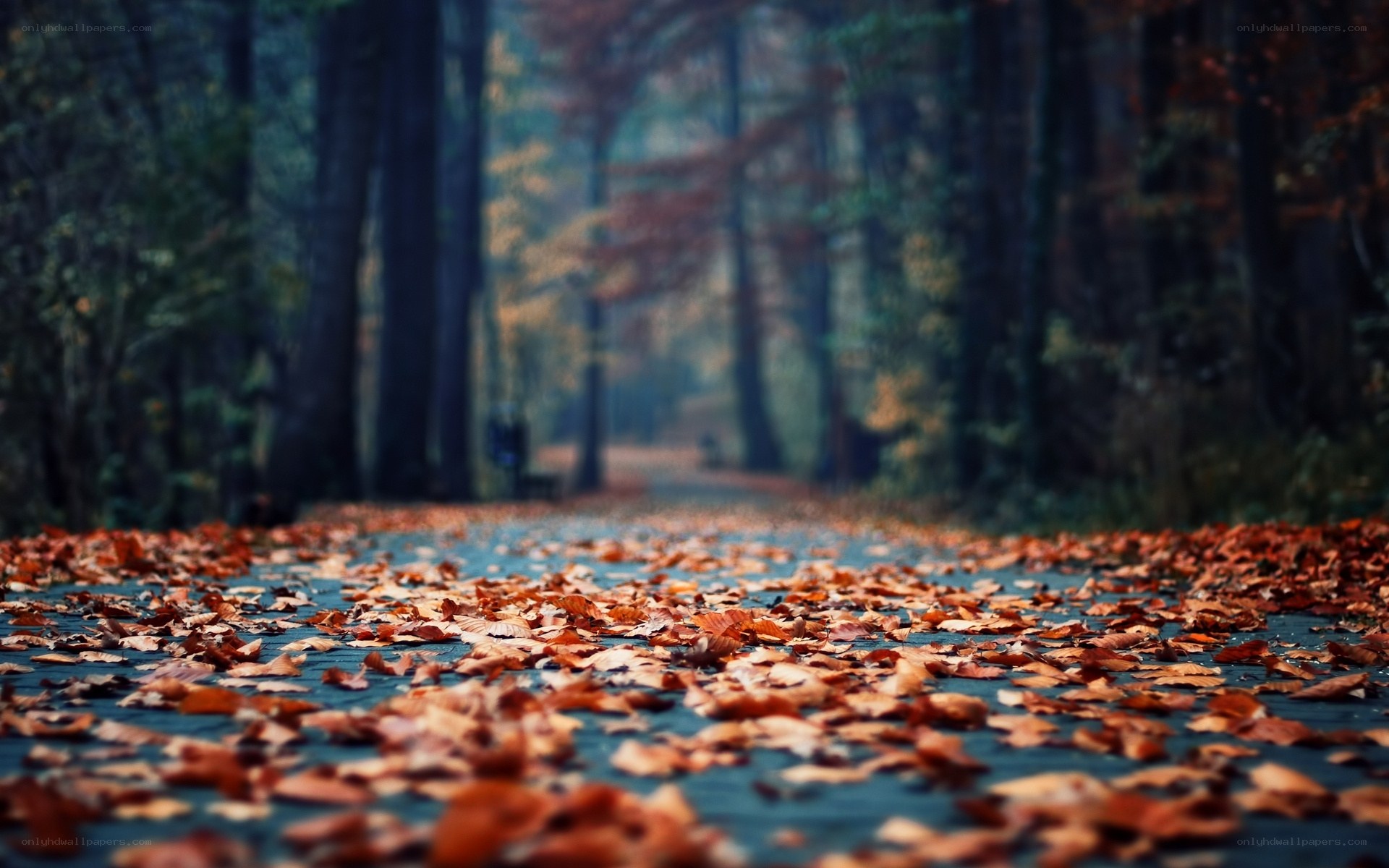 Autumn path with fallen leaves