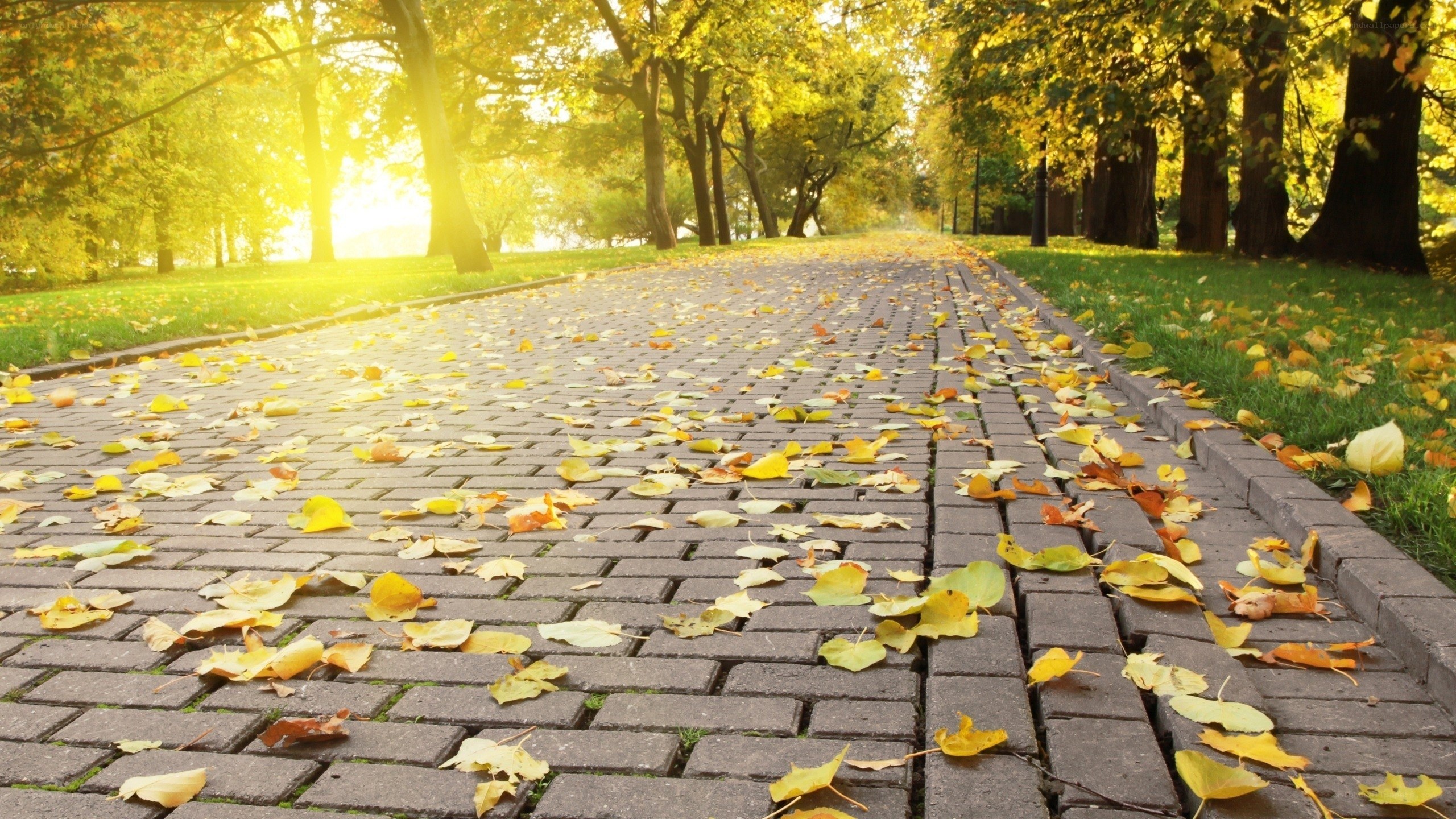 Autumn path with fallen leaves