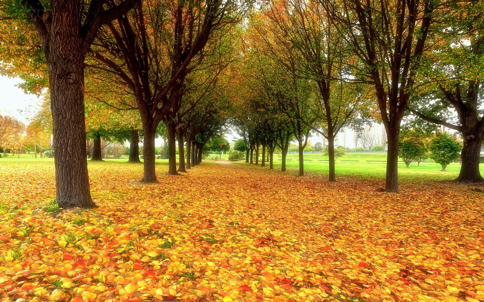 Autumn path with fallen leaves