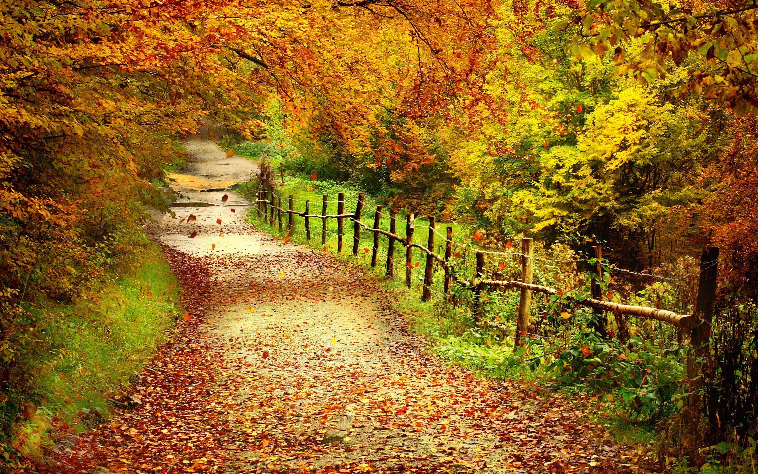 Autumn path with fallen leaves