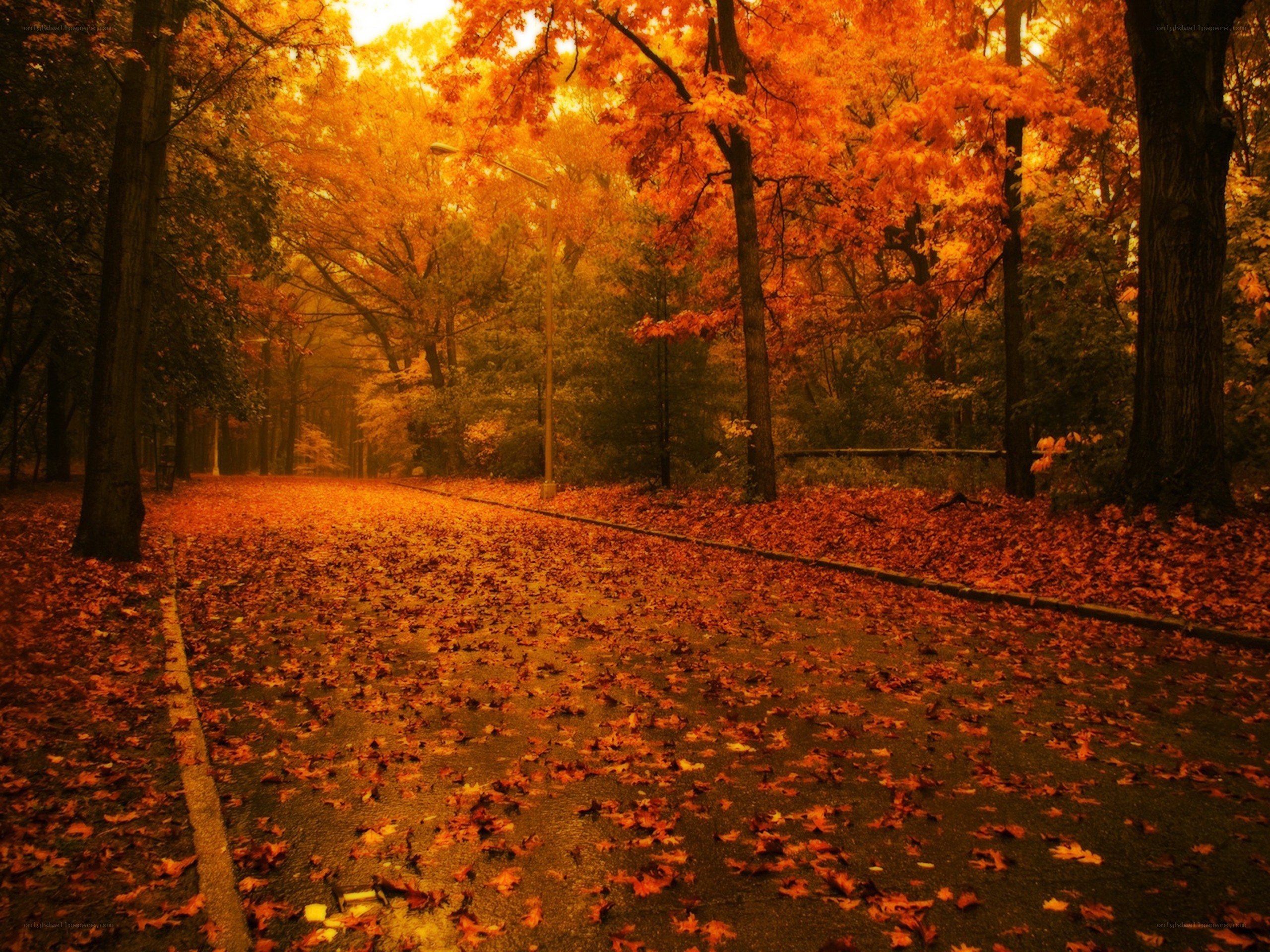 Autumn path with fallen leaves