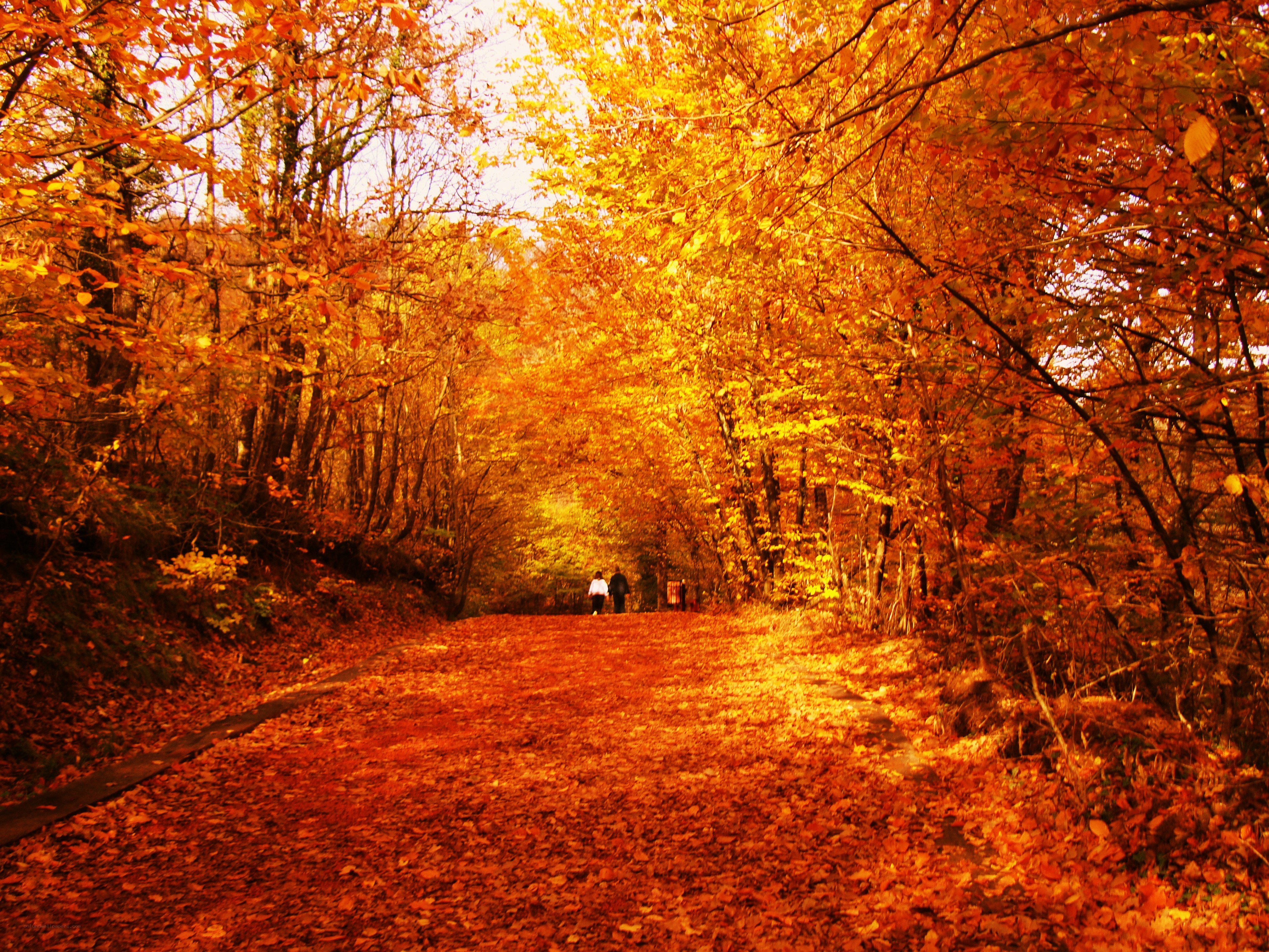 Autumn path with fallen leaves