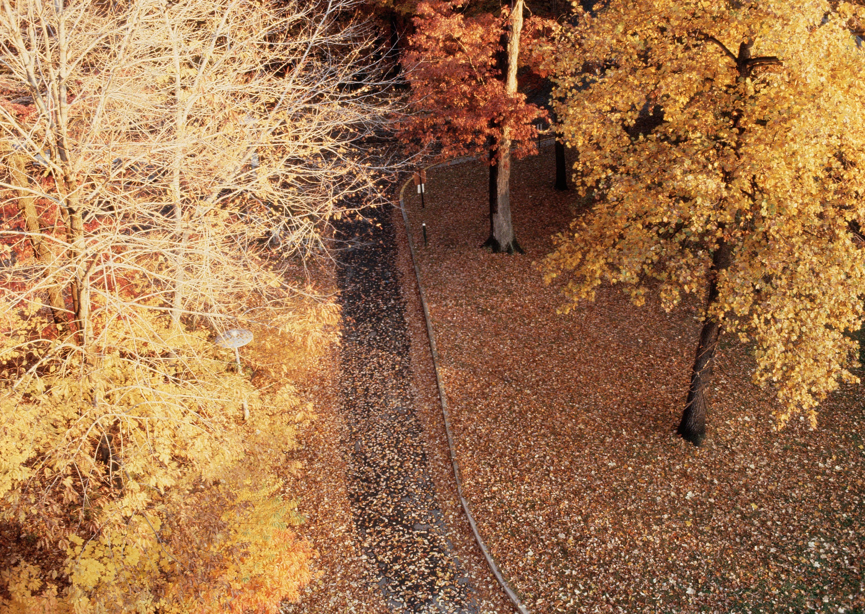 Autumn path with fallen leaves